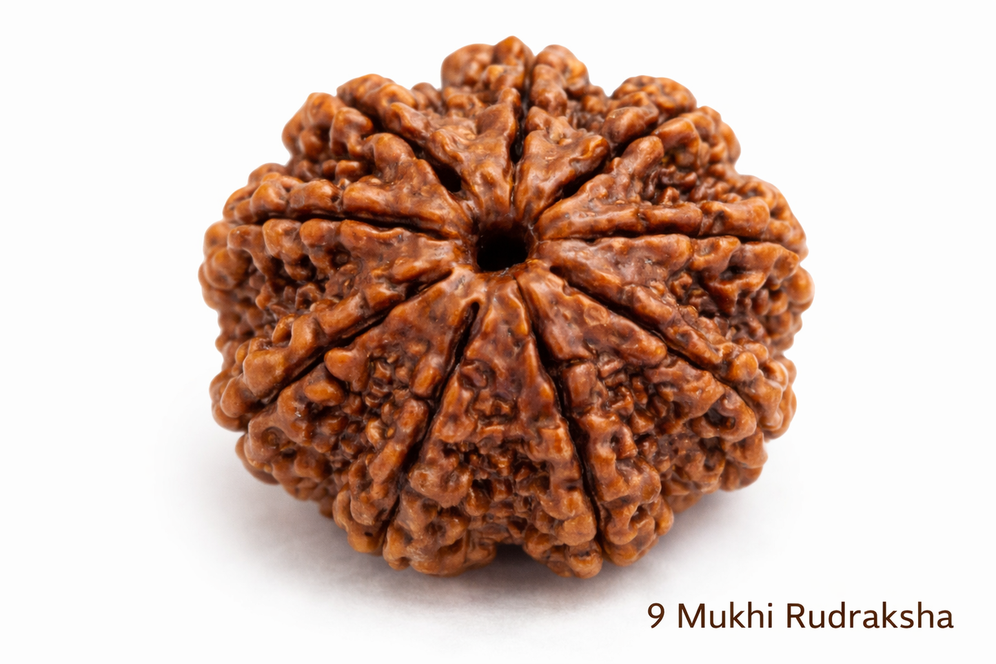 9 Mukhi Rudraksha: The Bead of Fearlessness