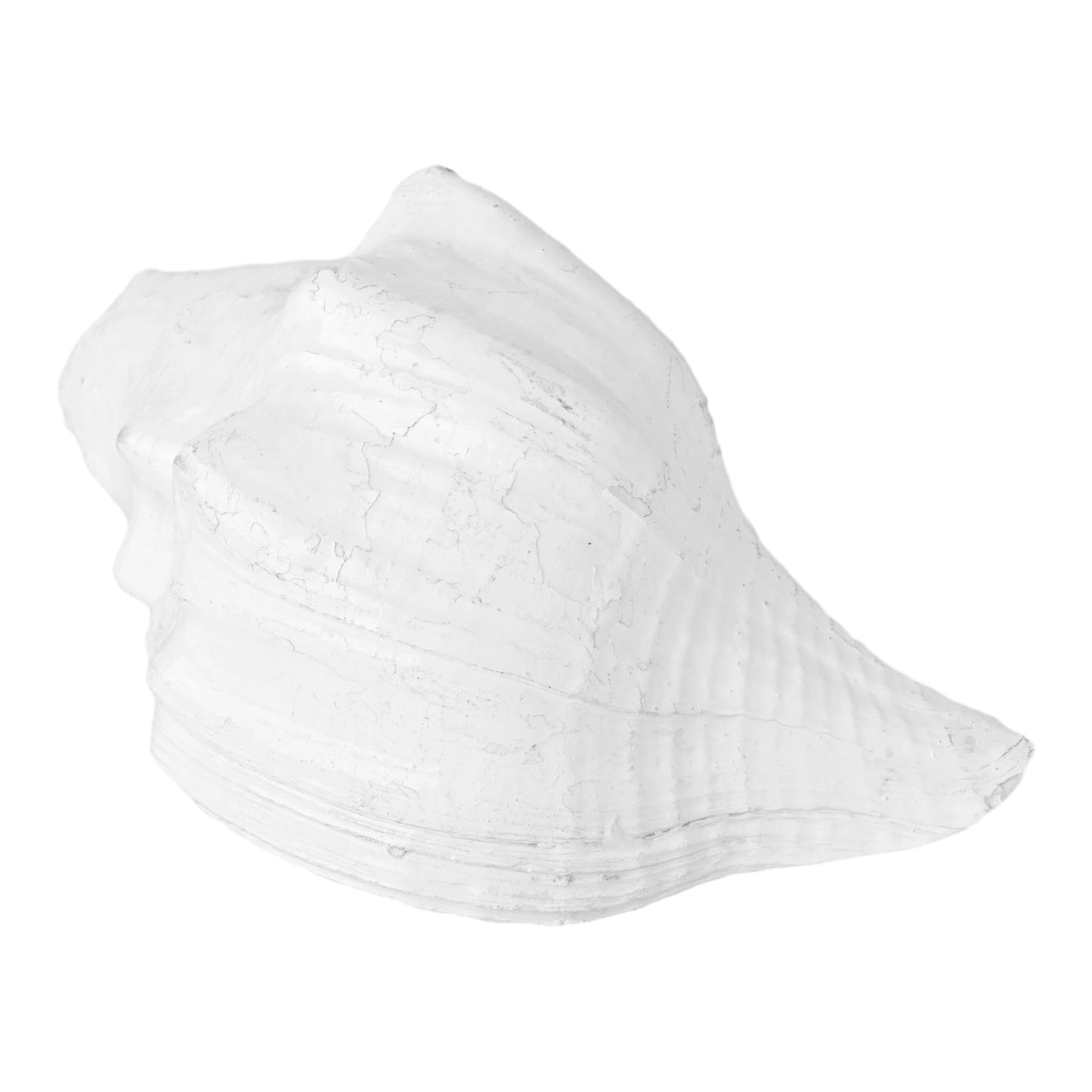White Dakshinavarti Shankh