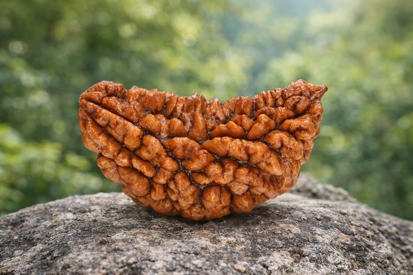 1 Mukhi Rudraksha (The Eye of Shiva)