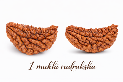1 Mukhi Rudraksha (The Eye of Shiva)