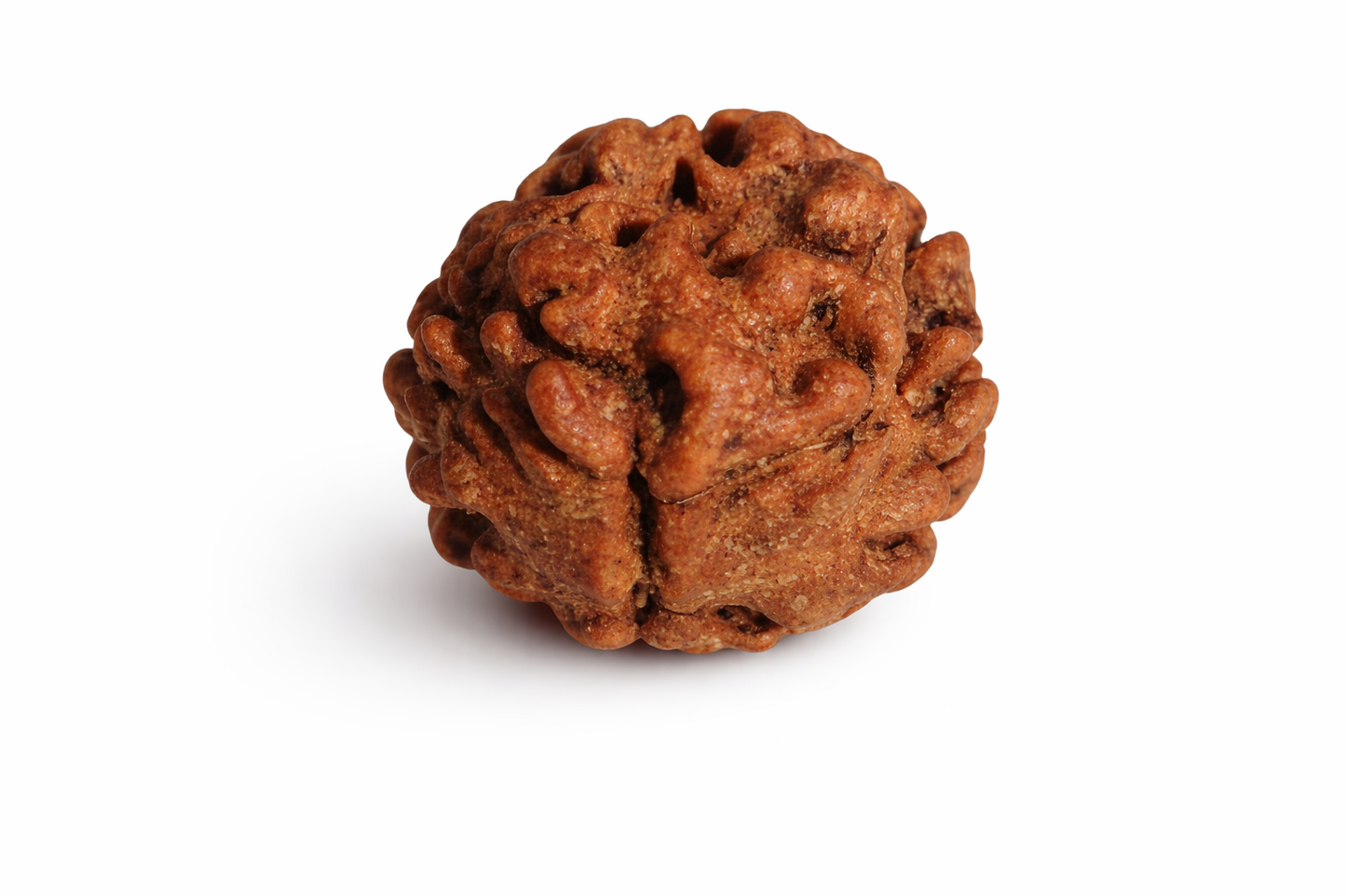 2 Mukhi Rudraksha: The Bead of Unity