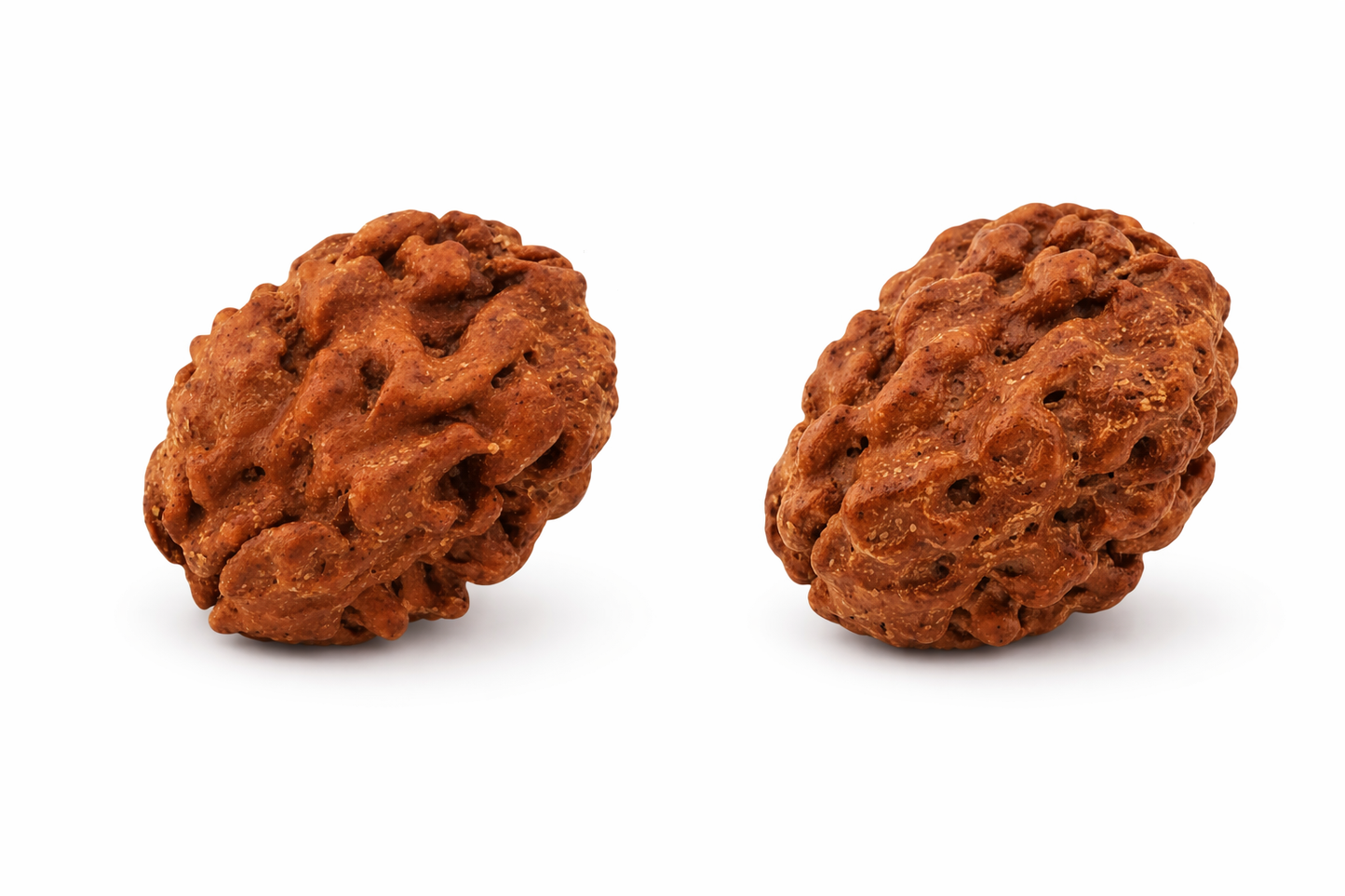 2 Mukhi Rudraksha: The Bead of Unity