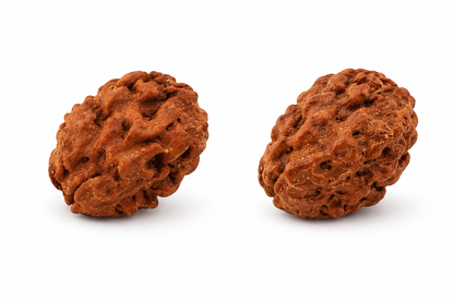 2 Mukhi Rudraksha: The Bead of Unity