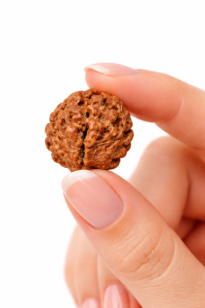 2 Mukhi Rudraksha: The Bead of Unity