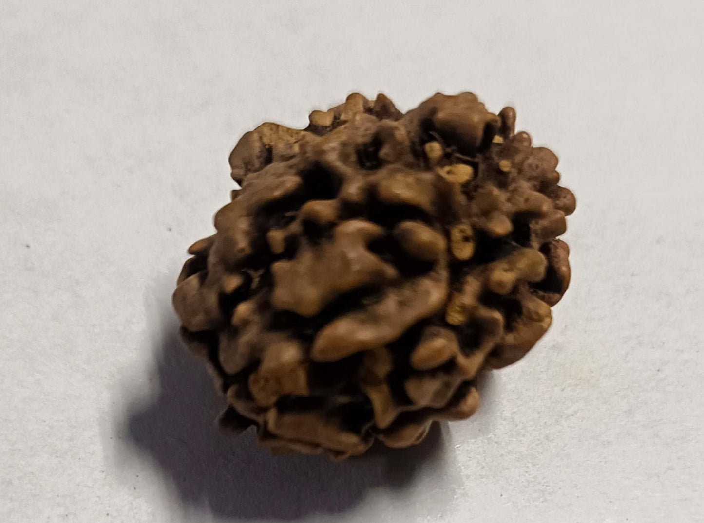 3 Mukhi Rudraksha: The Bead of Transformation
