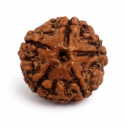 5 Mukhi Rudraksha: The Bead of Wellness & Peace