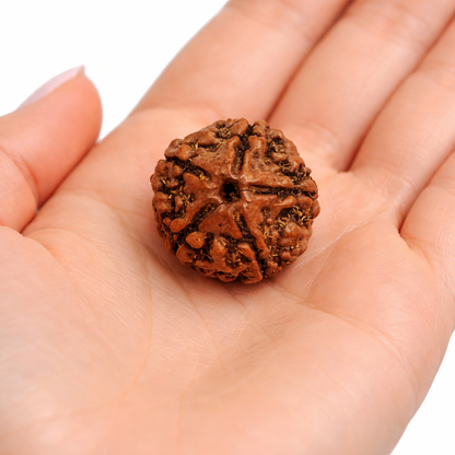 5 Mukhi Rudraksha: The Bead of Wellness & Peace