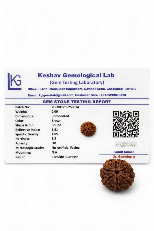 5 Mukhi Rudraksha