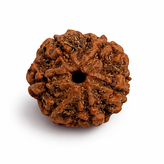 6 Mukhi Rudraksha: The Bead of Courage & Charm