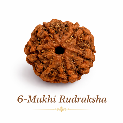 6 Mukhi Rudraksha: The Bead of Courage & Charm