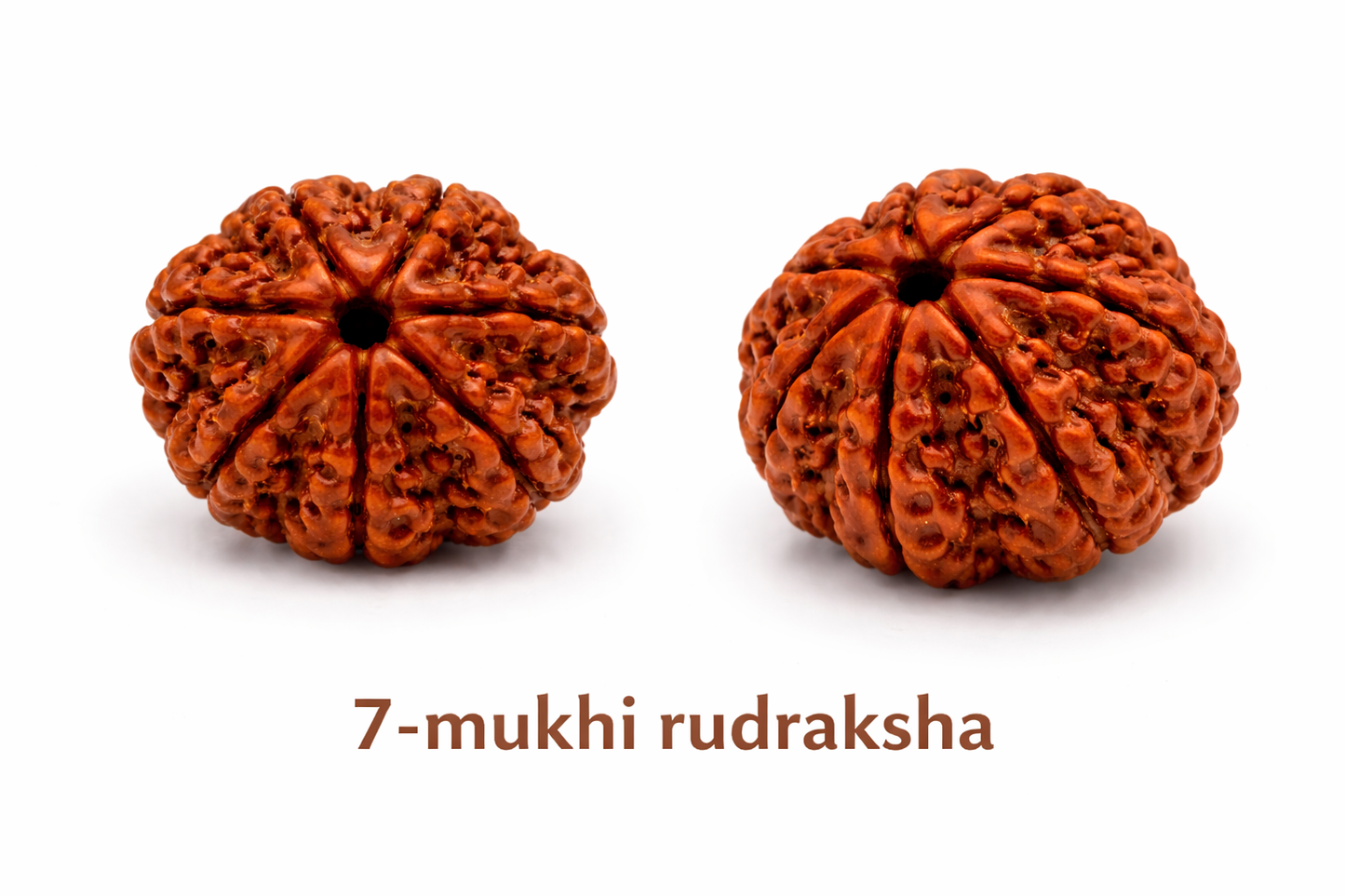 7 Mukhi Rudraksha: The Bead of Prosperity & Wealth