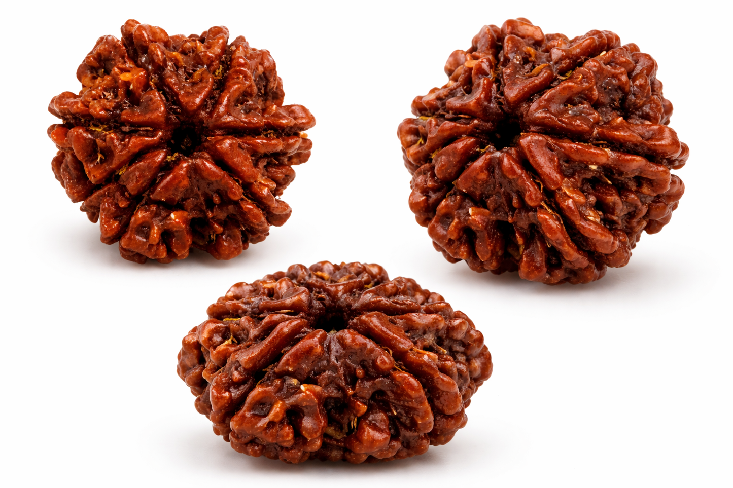 8 Mukhi Rudraksha: The Remover of Obstacles