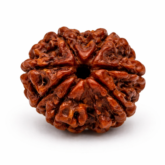 8 Mukhi Rudraksha: The Remover of Obstacles