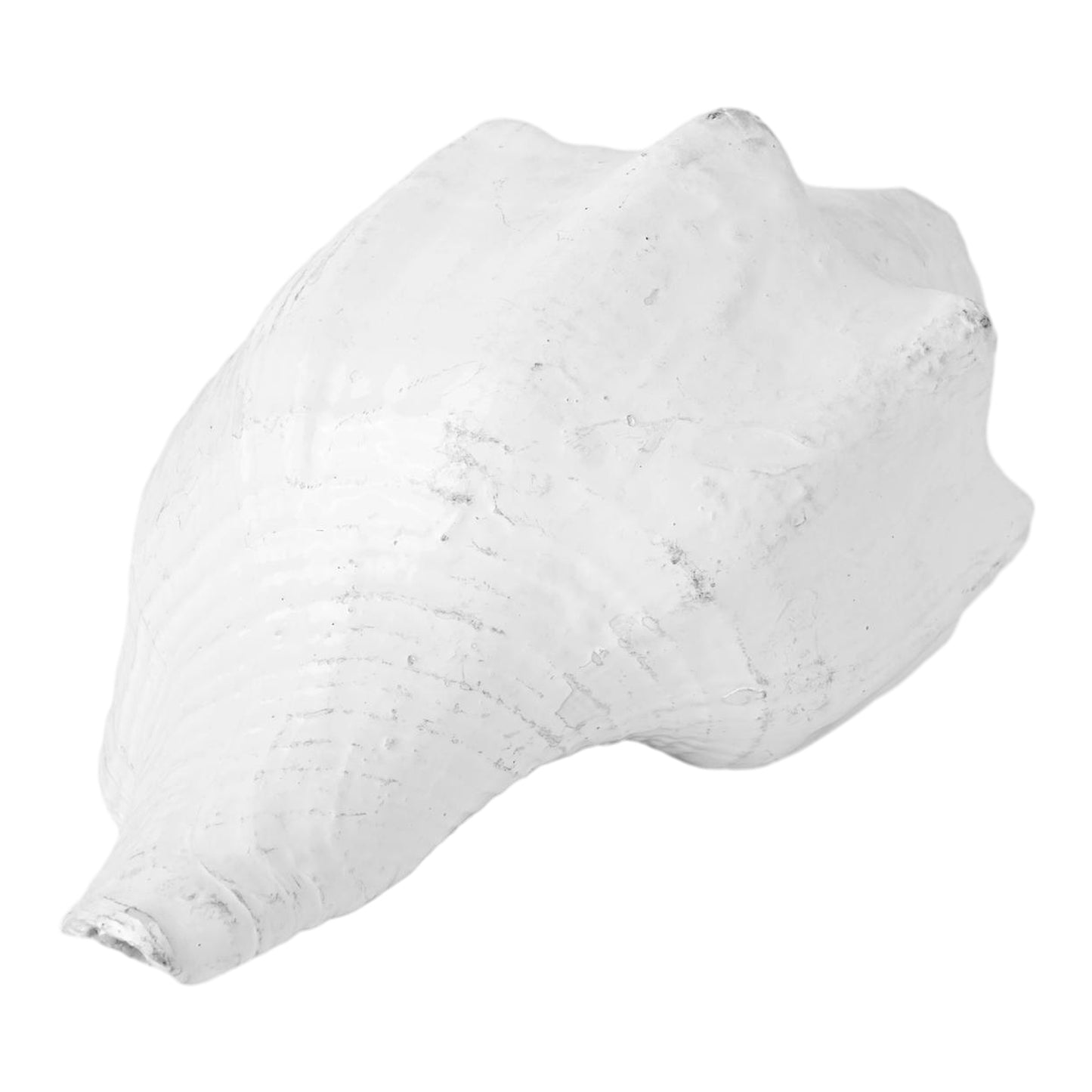White Dakshinavarti Shankh