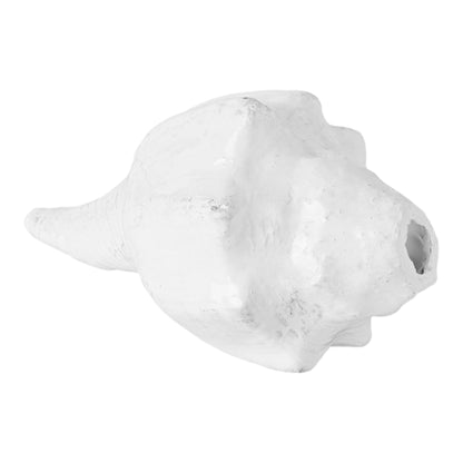 White Dakshinavarti Shankh