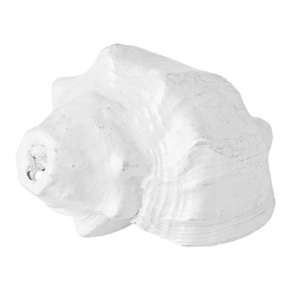 White Dakshinavarti Shankh