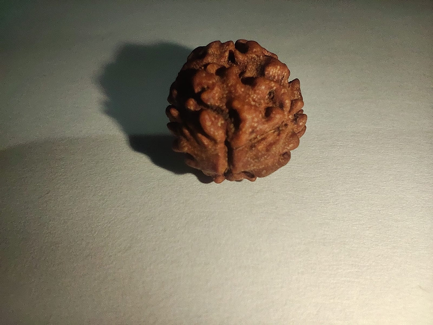 2 Mukhi Rudraksha: The Bead of Unity