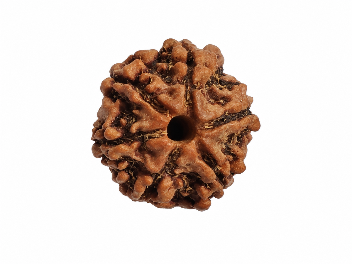 6 Mukhi Rudraksha: The Bead of Courage & Charm