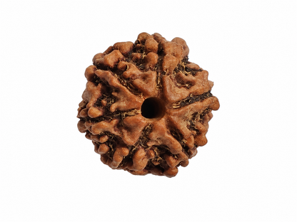 6 Mukhi Rudraksha: The Bead of Courage & Charm
