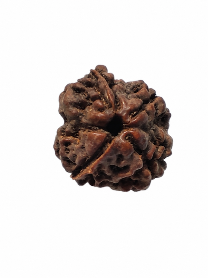 4 Mukhi Rudraksha: The Bead of Wisdom