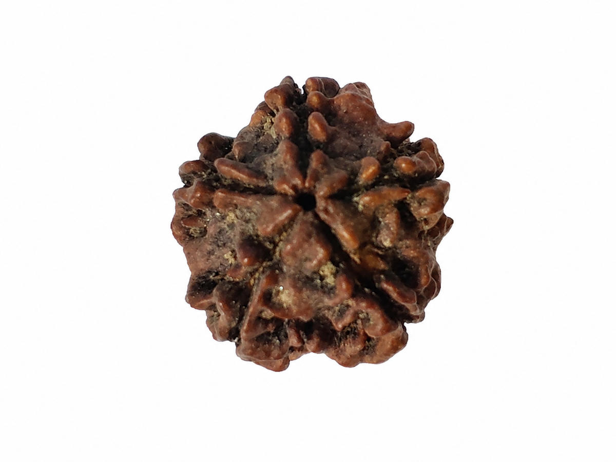 5 Mukhi Rudraksha: The Bead of Wellness & Peace