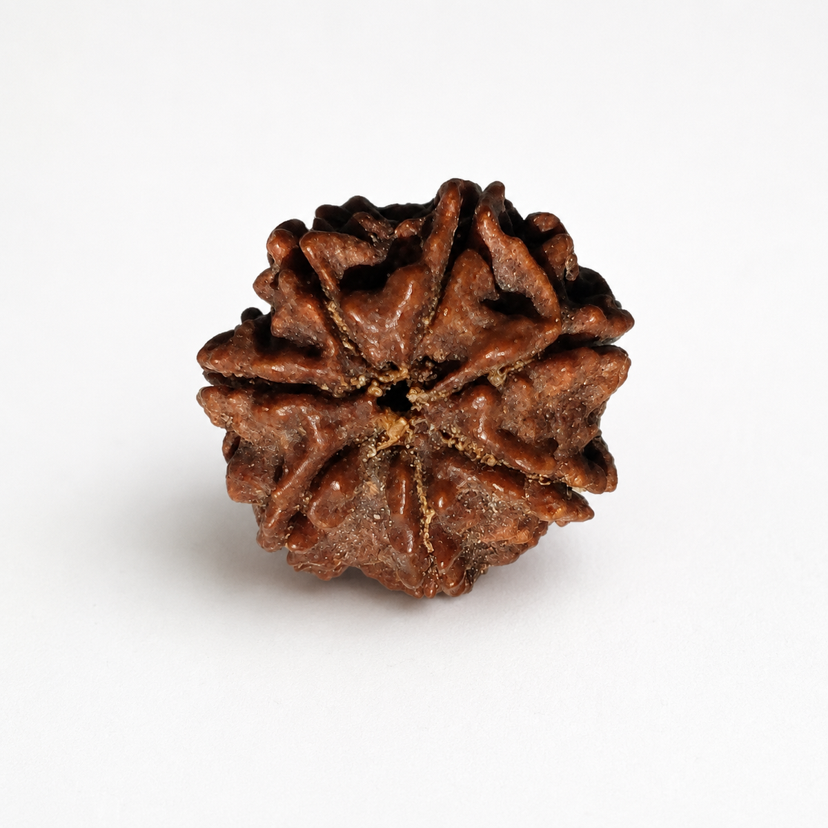 7 Mukhi Rudraksha: The Bead of Prosperity & Wealth