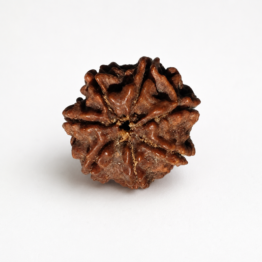 7 Mukhi Rudraksha: The Bead of Prosperity & Wealth