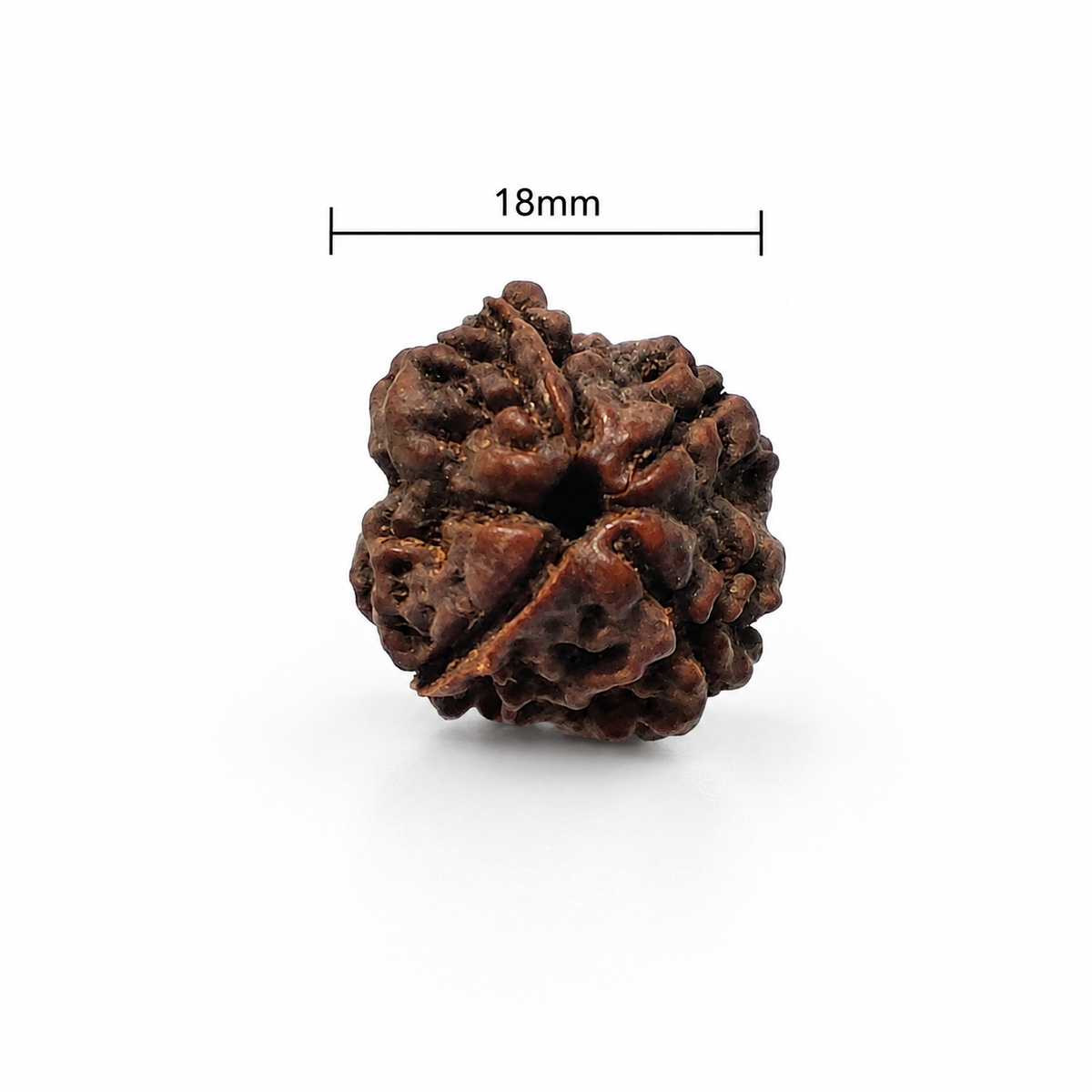 4 Mukhi Rudraksha: The Bead of Wisdom