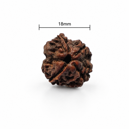 4 Mukhi Rudraksha: The Bead of Wisdom