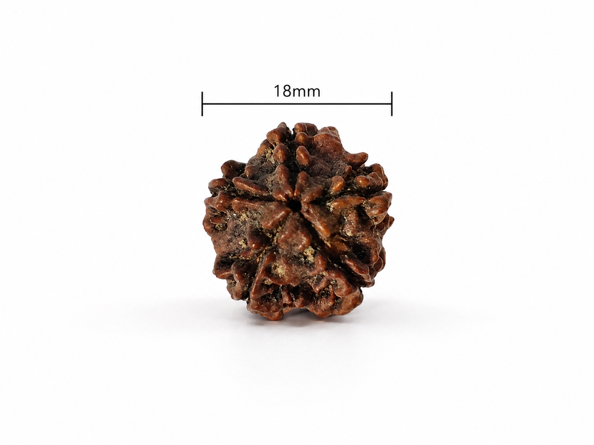 5 Mukhi Rudraksha: The Bead of Wellness & Peace