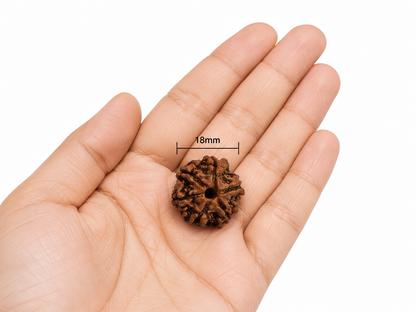 6 Mukhi Rudraksha: The Bead of Courage & Charm