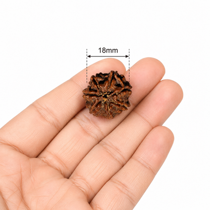 7 Mukhi Rudraksha: The Bead of Prosperity & Wealth