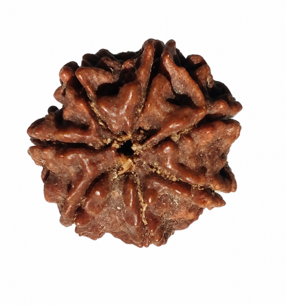 7 Mukhi Rudraksha: The Bead of Prosperity & Wealth