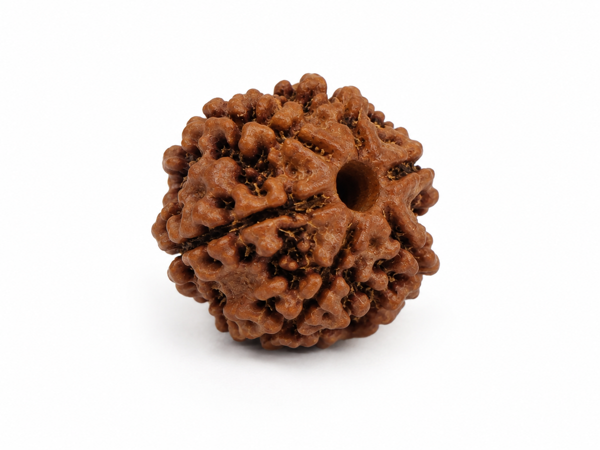 6 Mukhi Rudraksha: The Bead of Courage & Charm