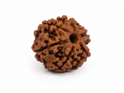 6 Mukhi Rudraksha: The Bead of Courage & Charm